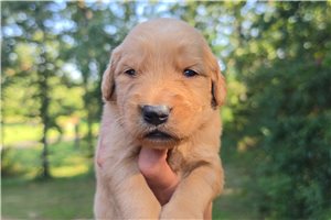 Kendrick - puppy for sale