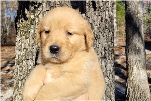 Zena - puppy for sale