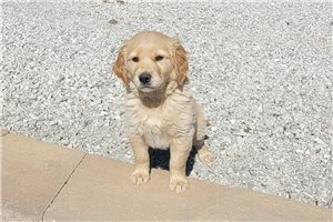 Weiser - puppy for sale