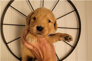 Zorro - puppy for sale