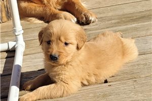 Zelda - puppy for sale