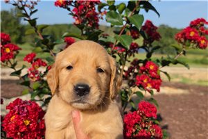 Katie - Golden Retriever for sale