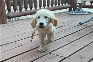 Jadis - Golden Retriever for sale
