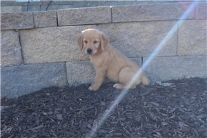 Kelpie - Golden Retriever for sale