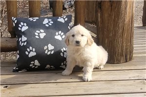 Bambi - Golden Retriever for sale