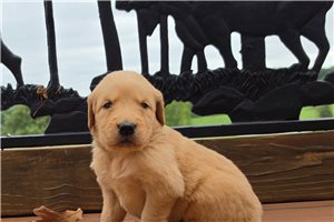 Katya - Golden Retriever for sale