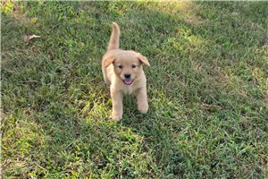 Jacques - Golden Retriever for sale