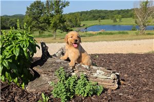 Katya - Golden Retriever for sale