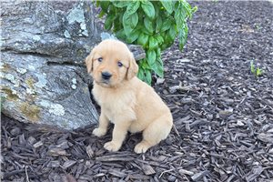 Kelpie - Golden Retriever for sale
