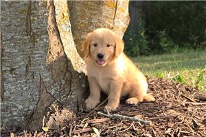 Jack - Golden Retriever for sale