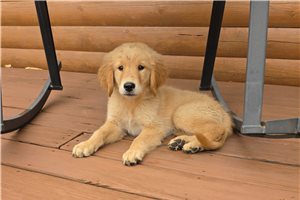 Keen - Golden Retriever for sale