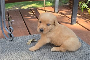 Jacques - puppy for sale