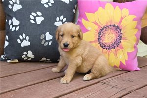 Jasmine - puppy for sale