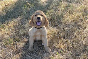 Kendrick - Golden Retriever for sale