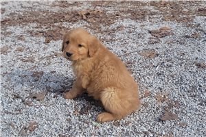 Banjo - puppy for sale