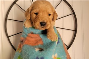 Zuma - puppy for sale