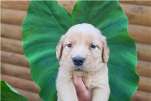Java - Golden Retriever for sale