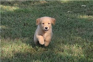 Jane - Golden Retriever for sale
