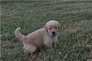 Keen - Golden Retriever for sale