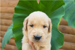 Jane - puppy for sale