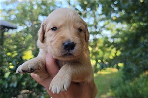 Katie - puppy for sale