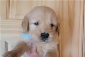 Bianca - Golden Retriever for sale