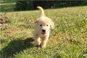 Jacob - Golden Retriever for sale