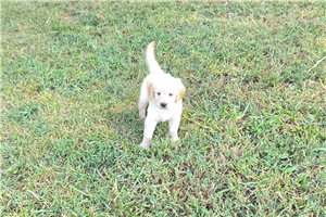 Jadis - Golden Retriever for sale