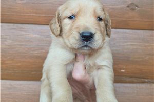 Kayleigh - Golden Retriever for sale