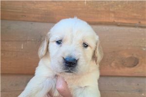 Jadis - puppy for sale