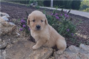 Keen - Golden Retriever for sale