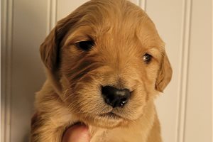 Zoey - puppy for sale