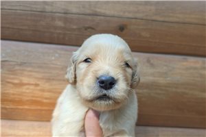 Keen - puppy for sale