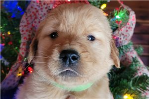 Zuri - Golden Retriever for sale