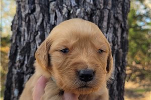 Zariah - Golden Retriever for sale