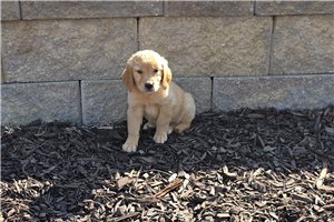 Katya - Golden Retriever for sale