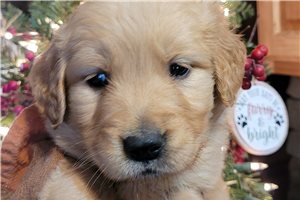 Zahara - Golden Retriever for sale