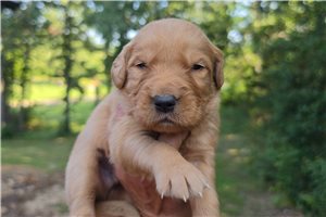 Kenji - Golden Retriever for sale