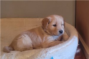 Bantam - puppy for sale