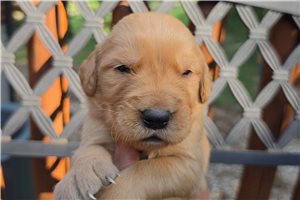 Kennedy - puppy for sale