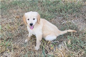 Jadis - Golden Retriever for sale