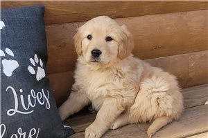 Brooklyn - Golden Retriever for sale