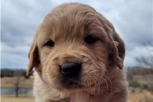 Estelle - puppy for sale