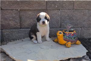 Zach - Saint Bernard - St. Bernard for sale