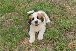 Harvey - Saint Bernard - St. Bernard for sale