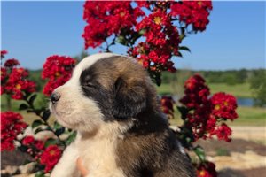 Ziggy - Saint Bernard - St. Bernard for sale