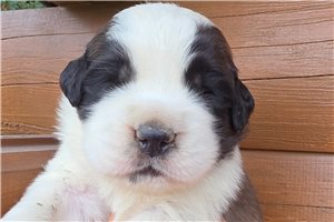 Zeus - Saint Bernard - St. Bernard for sale