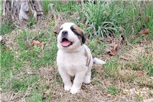 Harvey - Saint Bernard - St. Bernard for sale