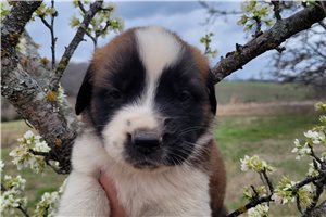 Hope - puppy for sale