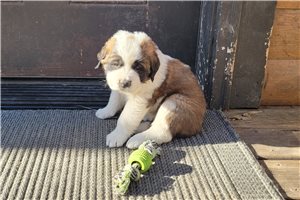 Alea - puppy for sale